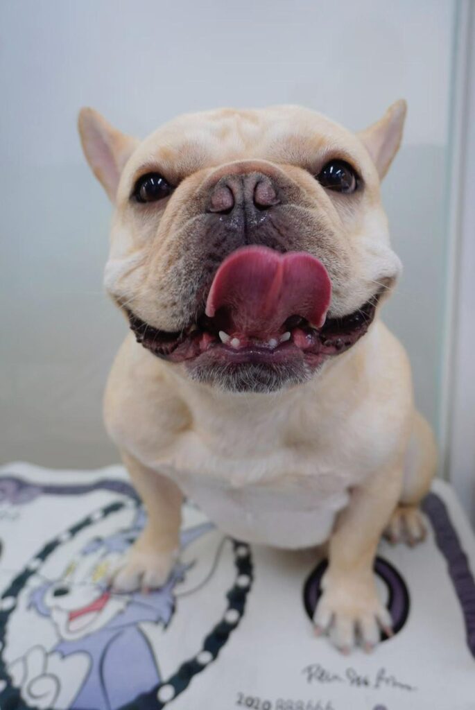 Chien pas vraiment mignon