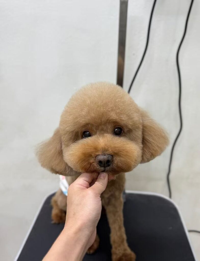 Chien mignon qui tire la langue