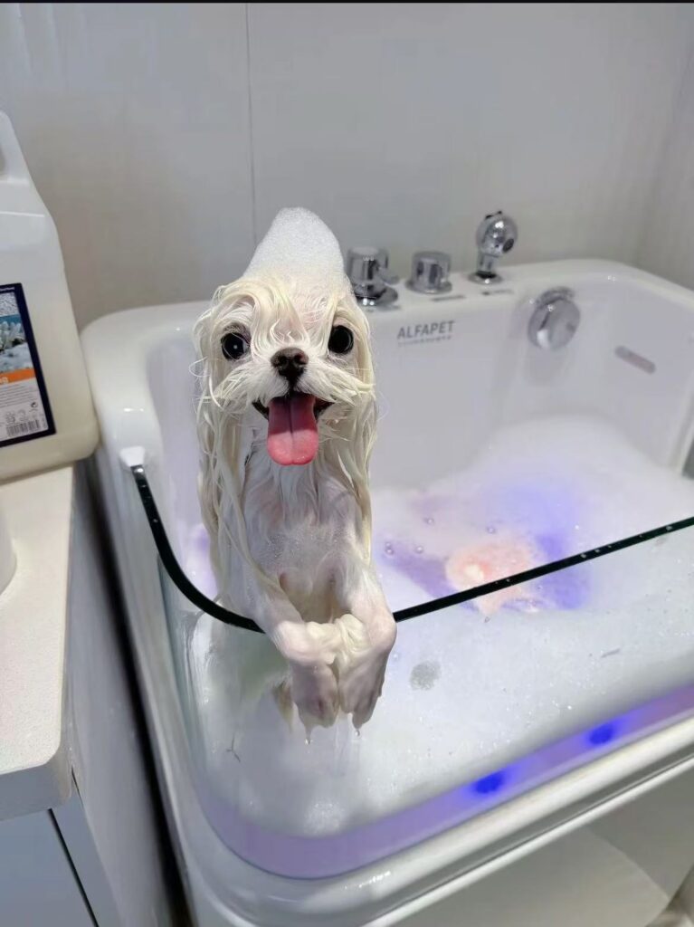 Chien avec du savon sur la tête