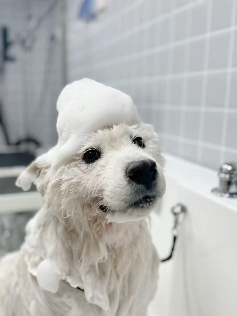 Chien avec du savon sur la tête