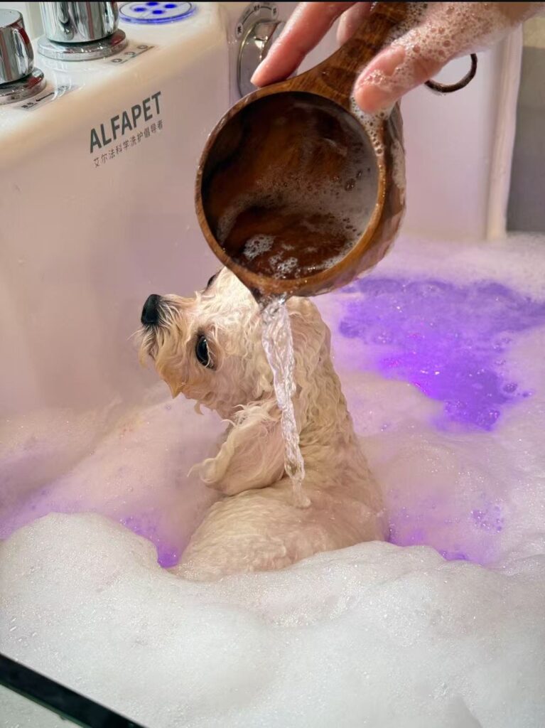 Chien avec du savon dans les yeux