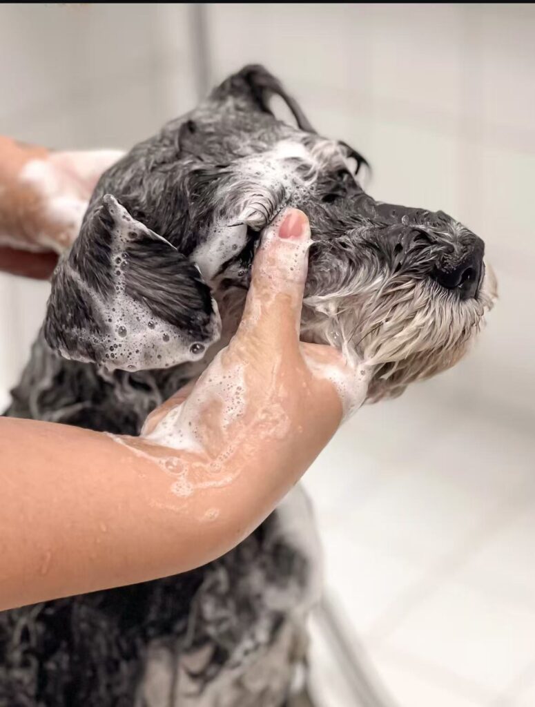 Chien avec du savon dans les yeux