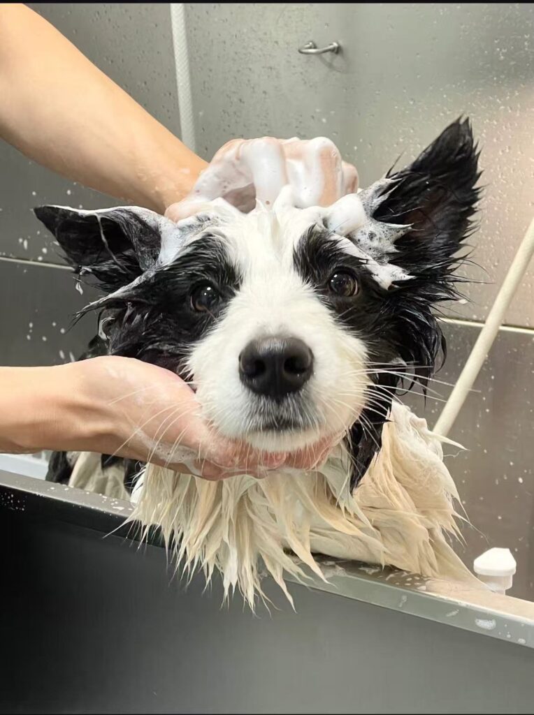 Chien qui prend sa douche